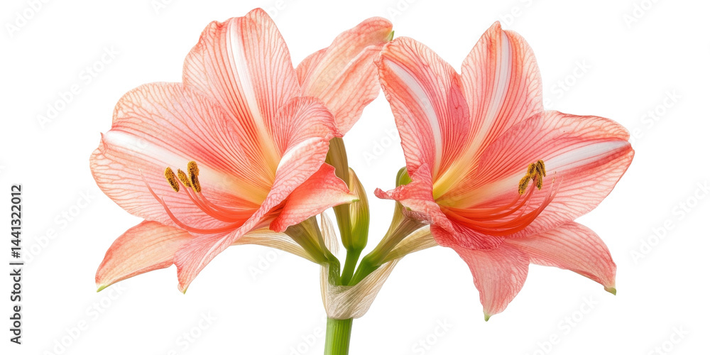 Fototapeta premium The image is a beautiful closeup of two pink flowers with green stems and delicate details.