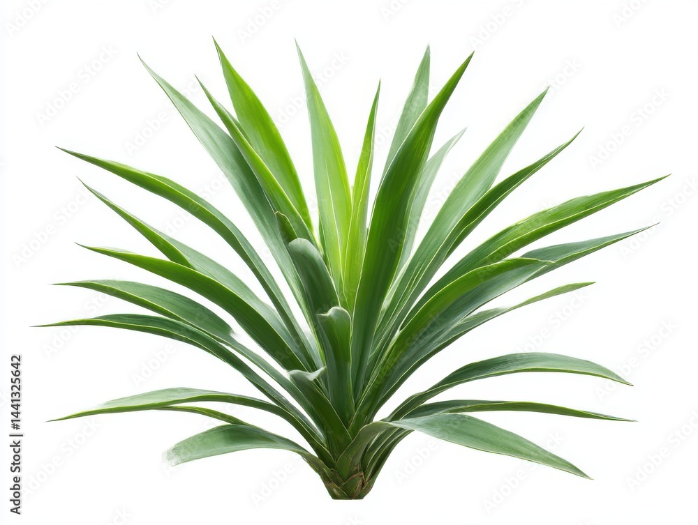 Vibrant green yucca plant with pointed leaves isolated on white background Vibrant green yucca plant with pointed leaves isolated on white background