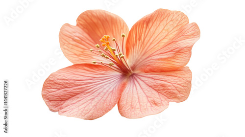 This photograph presents a beautiful close-up of a single vibrant orange flower blooming in full view.