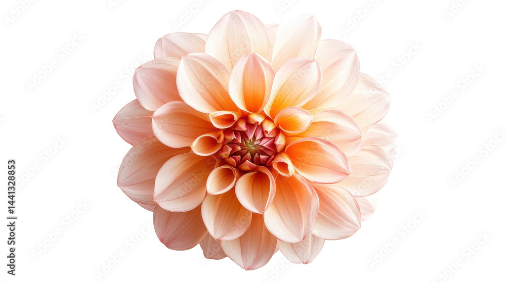 The image displays a beautiful close-up view of a peach-colored flower with many delicate petals. The image displays a beautiful close-up view of a peach-colored flower with many delicate petals.