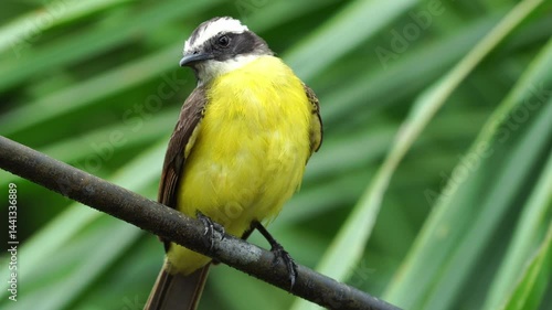 Close-up of Rusty-margined Flycatcher (Myiozetetes cayanensis) perched on a cable, showing vibrant plumage and alert posture in an urban-tropical environment.