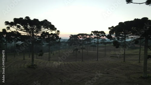 Voo sobre Floresta de pinheiros araucárias em piraquara no paraná ao amanhecer com neblina