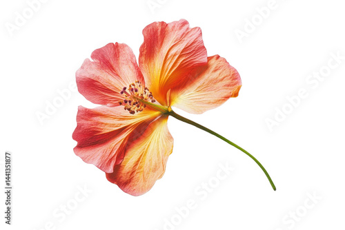 The underside of a vibrant peach-colored flower is isolated against a black background.