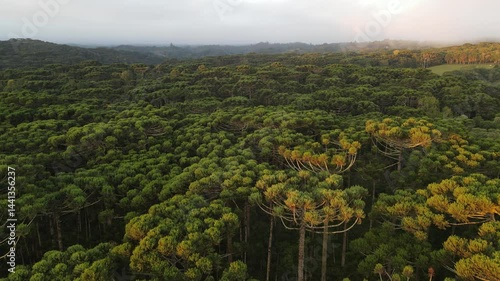 Voo sobre floresta de pinheiros araucária angustifolia no por do sol em campina grande do sul 