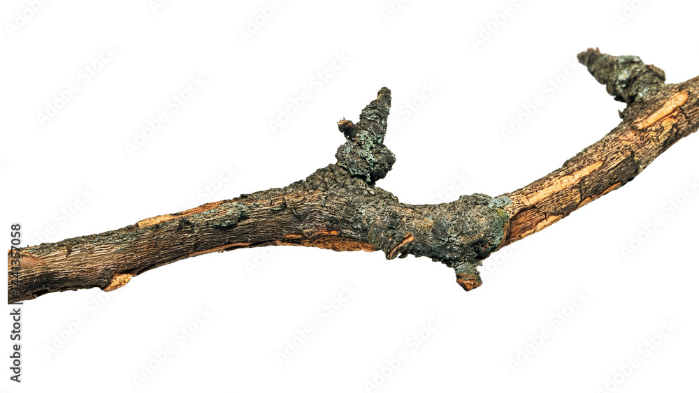 Close up of a gnarled aged tree branch with lichen perfect for rustic nature themed designs or Halloween imagery
