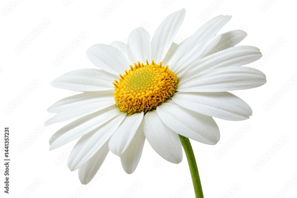 This image showcases a single, vibrant white daisy with a bright yellow center against nothing, cut away. This image showcases a single, vibrant white daisy with a bright yellow center against nothing, cut away.