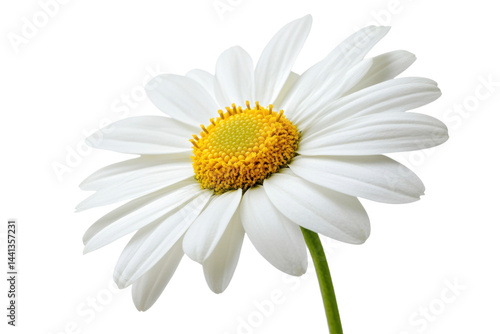 This image showcases a single, vibrant white daisy with a bright yellow center against nothing, cut away.
