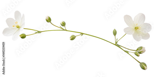 This image depicts a sprig of white flowers with buds, isolated against a black background.