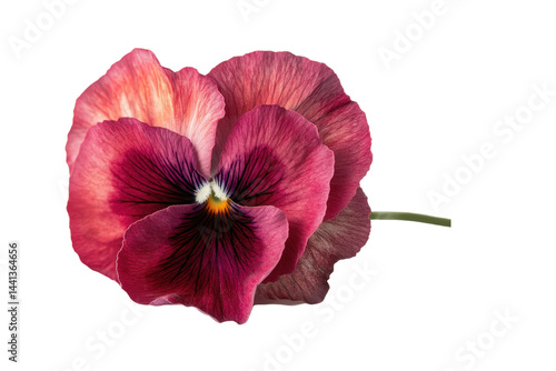 The image is a macro of a violet flower with dark violet markings and a contrasting yellow center.
