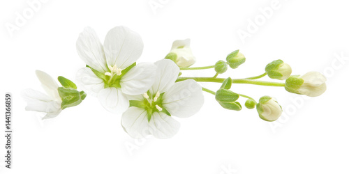 A macro image highlighting the beauty of white flowers in various stages of bloom and budding.