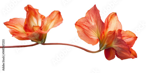 A studio shot showcases two flowers of vibrant orange color featuring a thin stem.