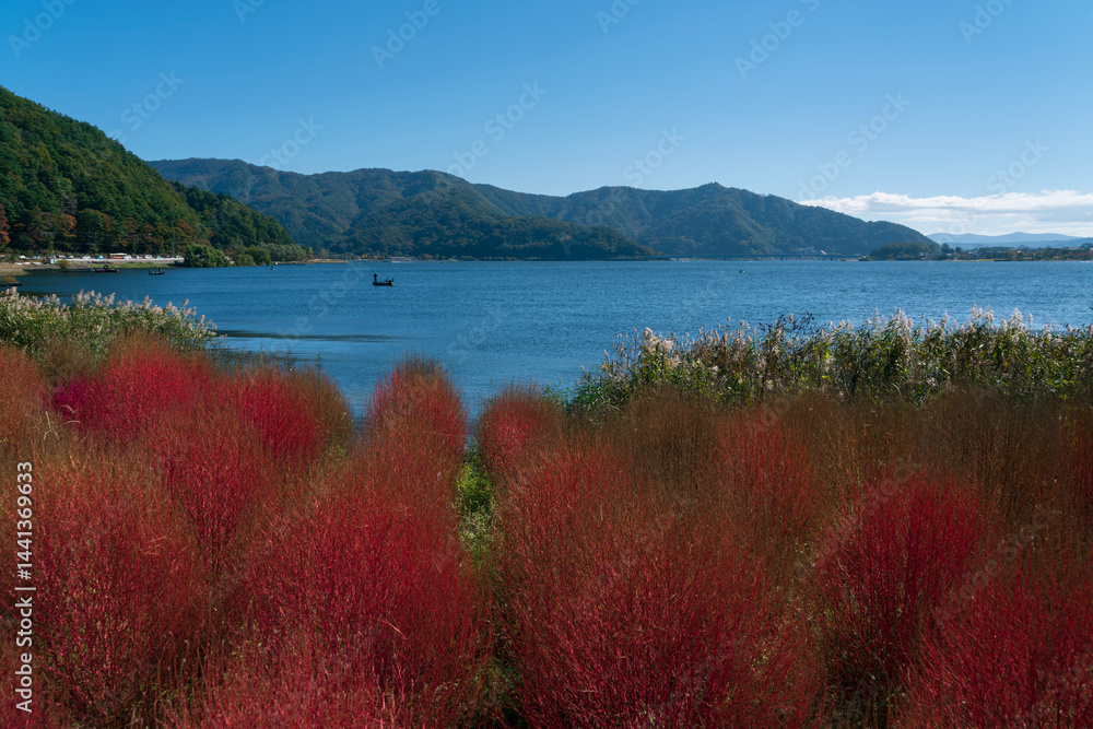 Bassia scoparia in the Oishi park on the shore of Lake Kawaguchi (Kawaguchi-ko, Estuarine Lake) near Mount Fuji on a sunny autumn day, Fujikawaguchiko, Yamanashi Prefecture, Japan