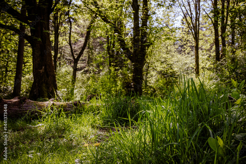 A whimsical corner of Lincoln Park in Seattle with tall grass, fallen trees and shade with sunlight beaming through. A lovely background. A whimsical corner of Lincoln Park in Seattle with tall grass, fallen trees and shade with sunlight beaming through. A lovely background.