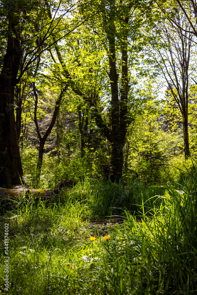 Naklejka premium A whimsical corner of Lincoln Park in Seattle with tall grass, fallen trees and shade with sunlight beaming through. A lovely background.