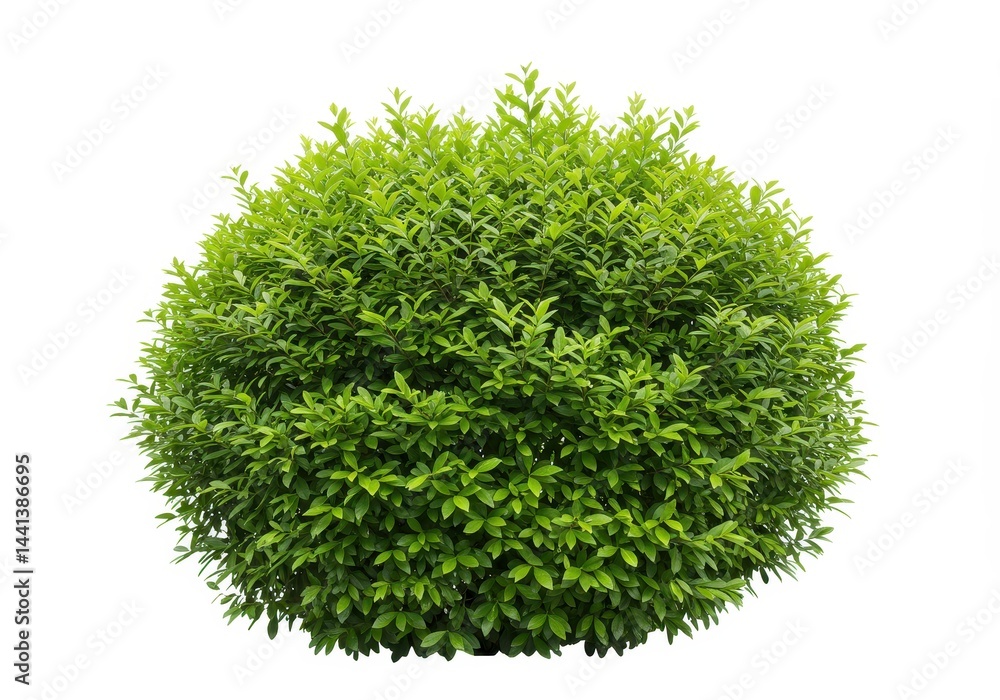 Fototapeta premium A perfectly round green bush with many leaves isolated against a plain white background image view