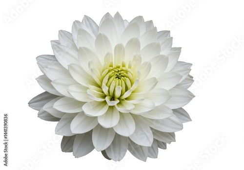 Wallpaper Mural A close up of a white dahlia flower with a yellow center isolated on a white background view from above Torontodigital.ca