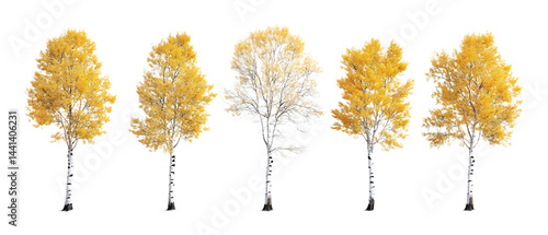 Pack of Aspen Trees Against Transparent Background for Nature Branding, Forest Promotion, or Seasonal Design Projects