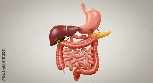 Detailed 3D Model of Human Digestive System Anatomy: Stomach, Liver, Pancreas, Intestines