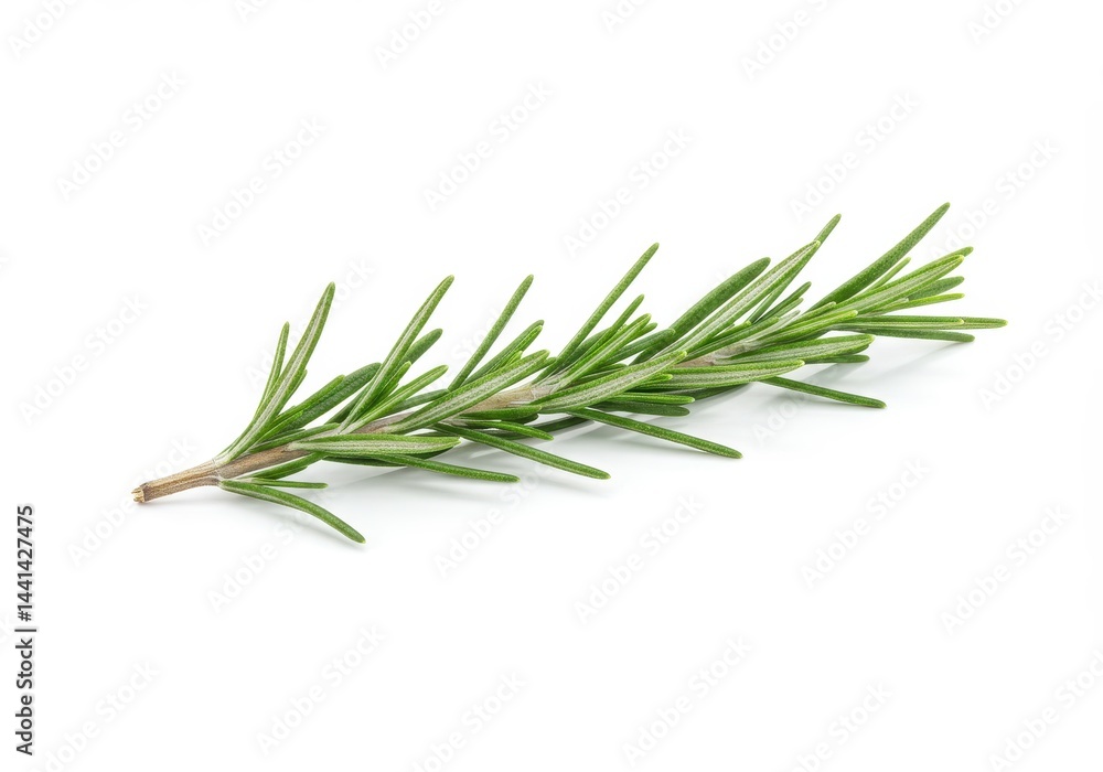 Close up of a single sprig of fresh green rosemary herb against a plain white background studio shot Close up of a single sprig of fresh green rosemary herb against a plain white background studio shot