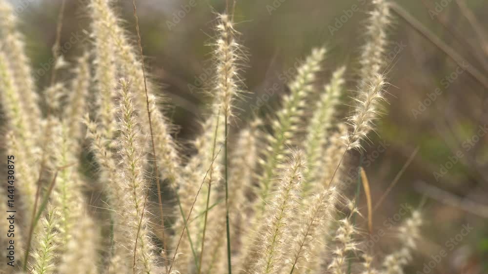 Wheat field : Golden wheat sways gently in the breeze, stretching endlessly under a vast blue sky, shimmering like a living ocean of gold. Wheat field : Golden wheat sways gently in the breeze, stretching endlessly under a vast blue sky, shimmering like a living ocean of gold.