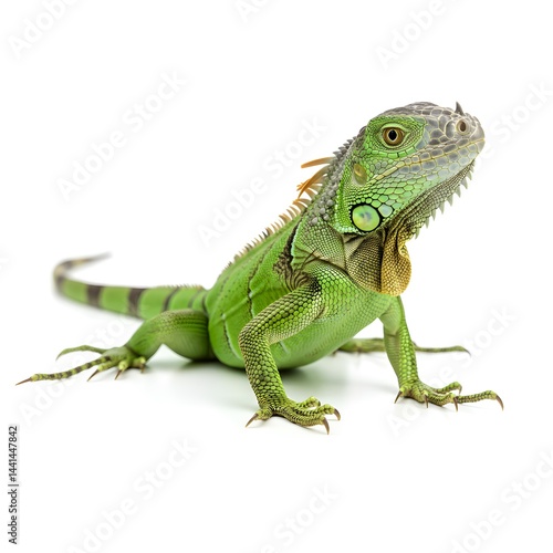 Wallpaper Mural Green Iguana Close-up of a Vibrant Reptile, Detailed View of Scales and Features, Exotic Pet Lizard Torontodigital.ca