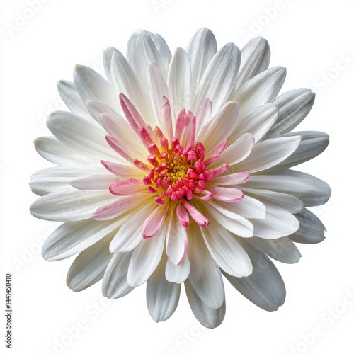 Wallpaper Mural Isolated bloom of dahlia flower on white background Torontodigital.ca