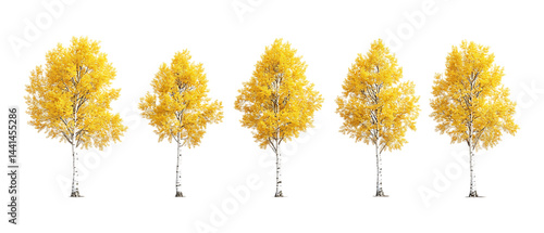 Pack of Aspen Trees Against Transparent Background for Nature Branding, Forest Promotion, or Seasonal Design Projects