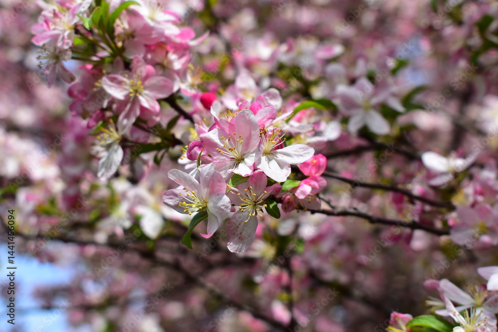 Crabapple Blossoms at Arie Den Boer Arboretum in Des Moines, Iowa Crabapple Blossoms at Arie Den Boer Arboretum in Des Moines, Iowa