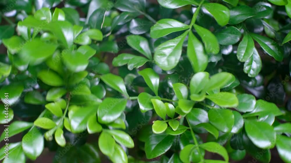 Tropical green leaves Aglaia odorata close-up, abstract natural background. Tropical green leaves Aglaia odorata close-up, abstract natural background.