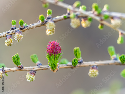 Obraz na płótnie Larch tree fresh pink cones blossom at spring on nature background w salonie