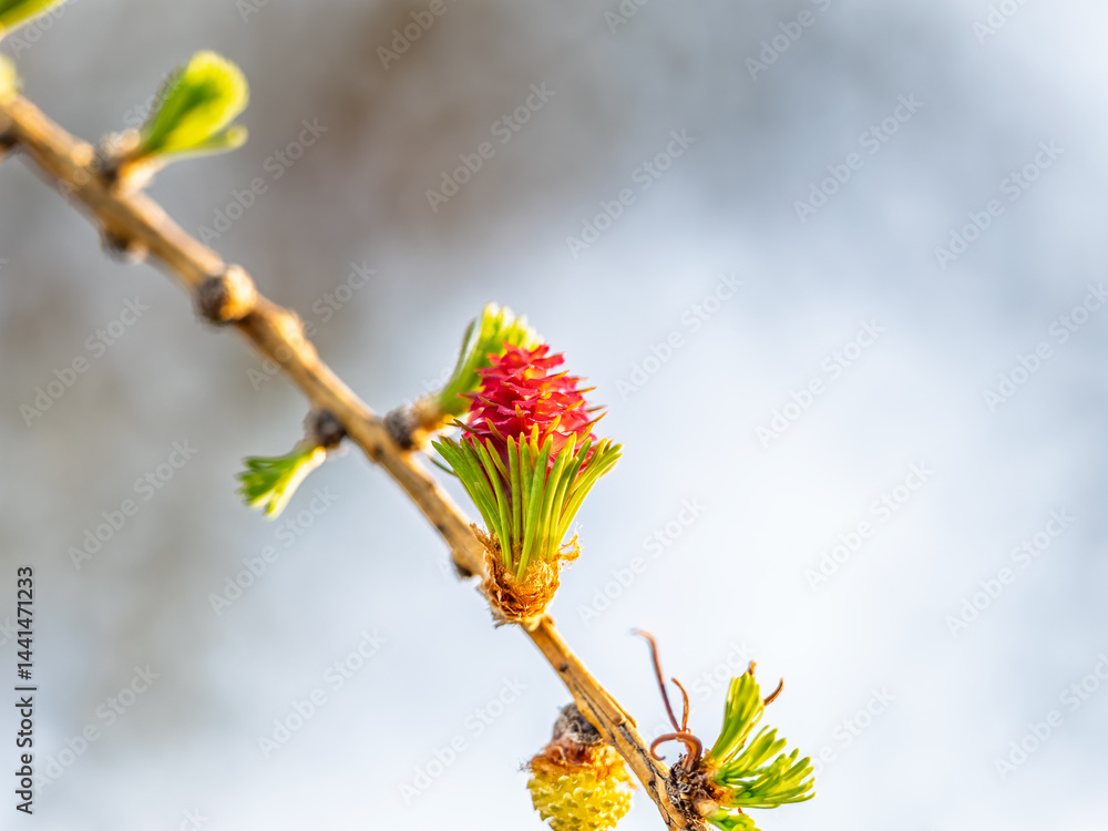 Larch tree fresh pink cones blossom at spring on nature background