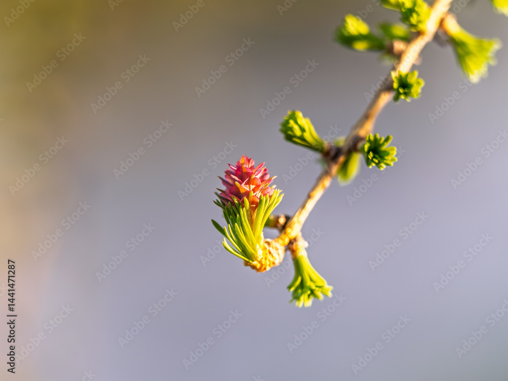 Larch tree fresh pink cones blossom at spring on nature background