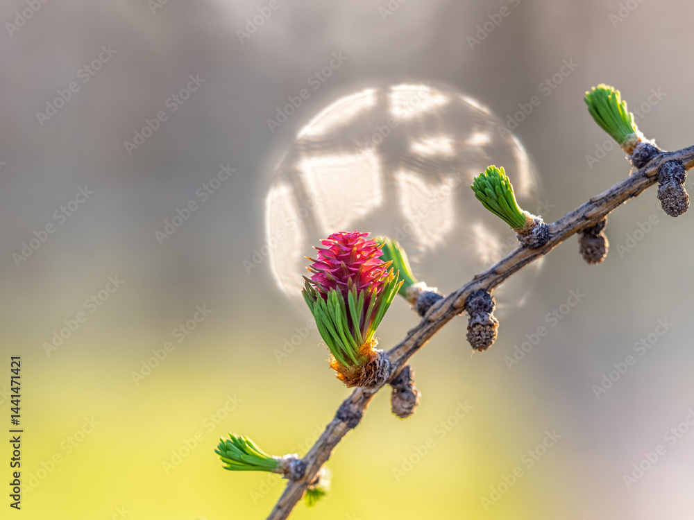 Larch tree fresh pink cones blossom at spring on nature background
