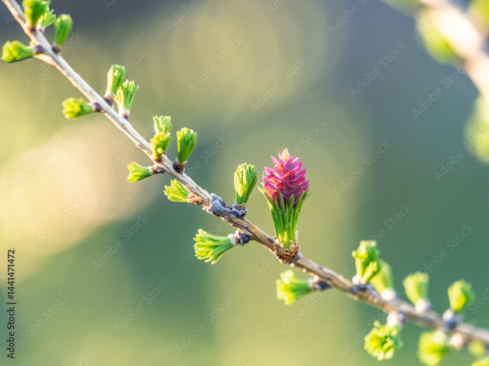 Larch tree fresh pink cones blossom at spring on nature background