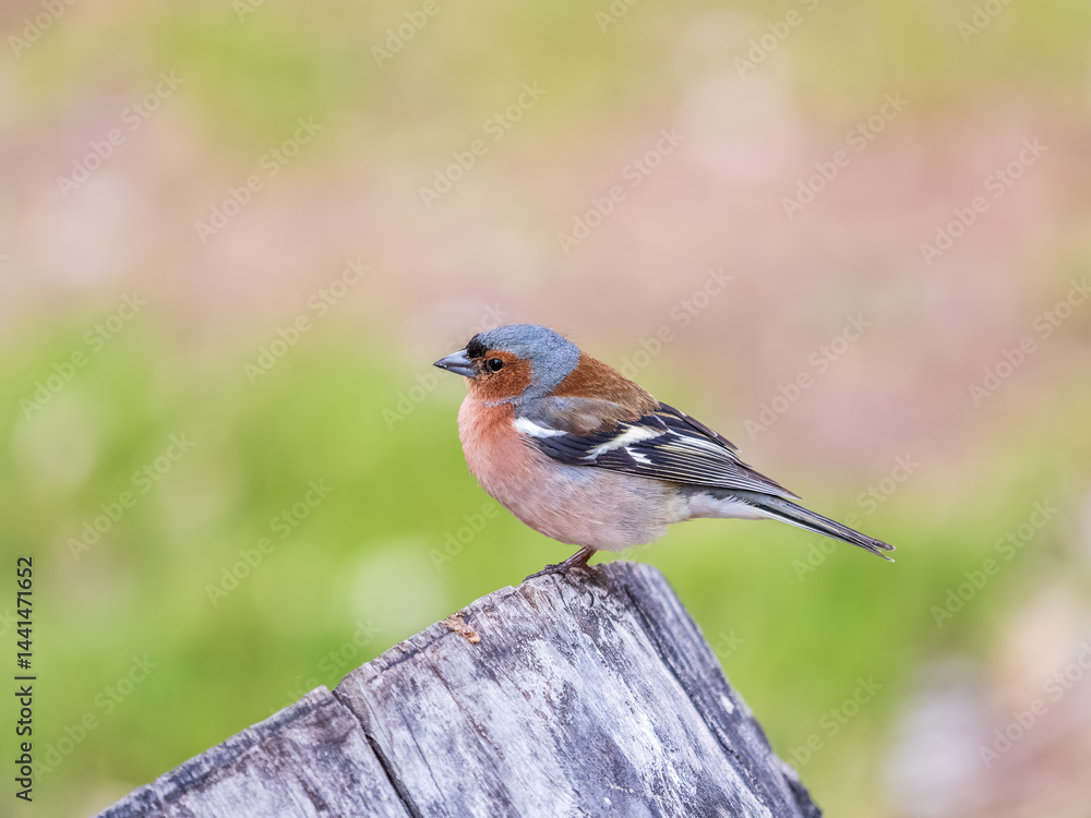 Common chaffinch, Fringilla coelebs, sits on a tree. Common chaffinch in wildlife.