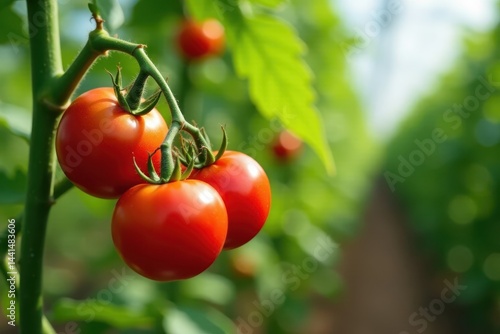 Wallpaper Mural Luscious red tomatoes ripening on vine in organic greenhouse , vegetable garden, natural, homegrown Torontodigital.ca