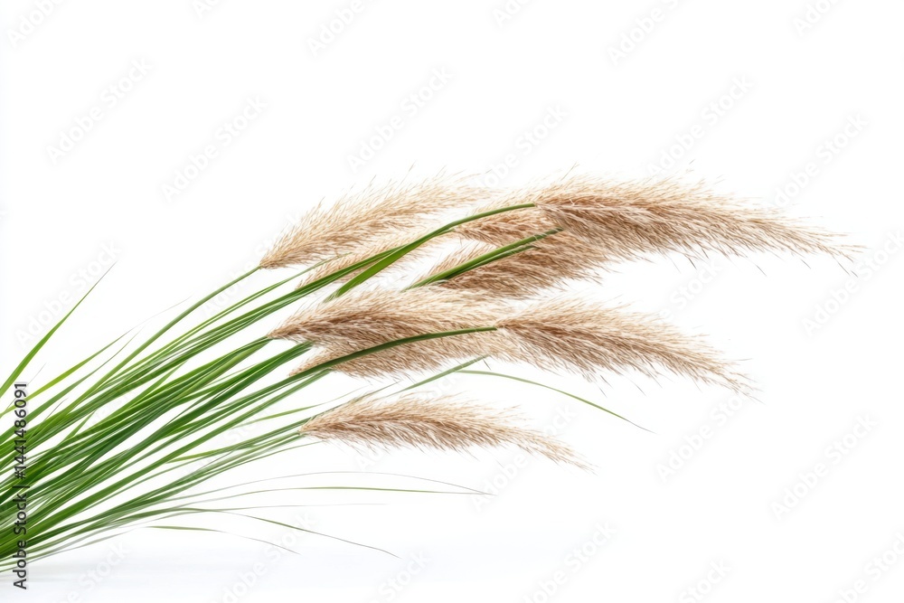 Elegant pampas grass plumes with green stems on white background creating a serene and natural visual mood perfect for minimalist design and decoration in botanical style