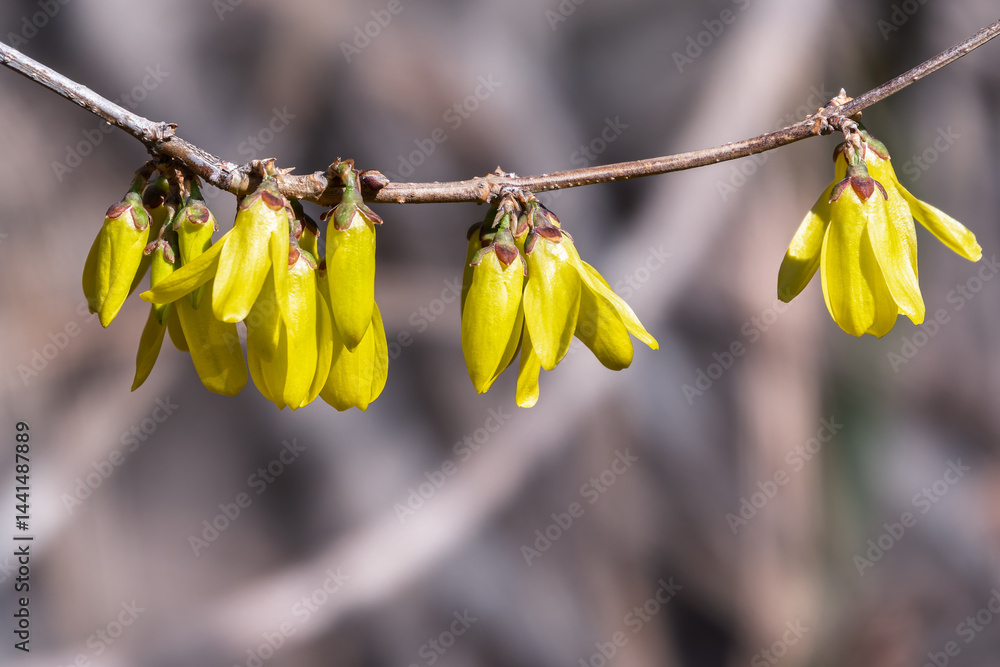 Forsythia. Blooming forsythia bush. Yellow flower on a branch of forsythia.