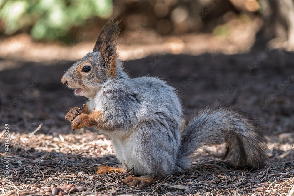 Squirrel in autumn or spring with nut on the green grass with fallen yellow leaves
