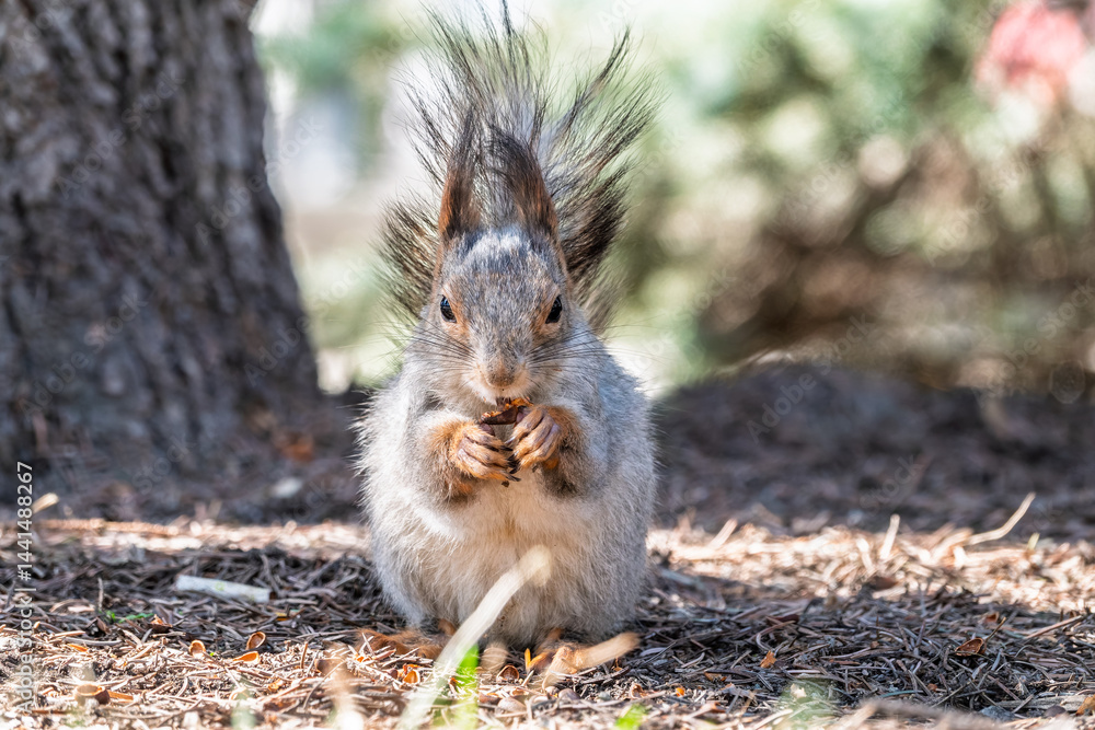 Squirrel in autumn or spring with nut on the green grass with fallen yellow leaves