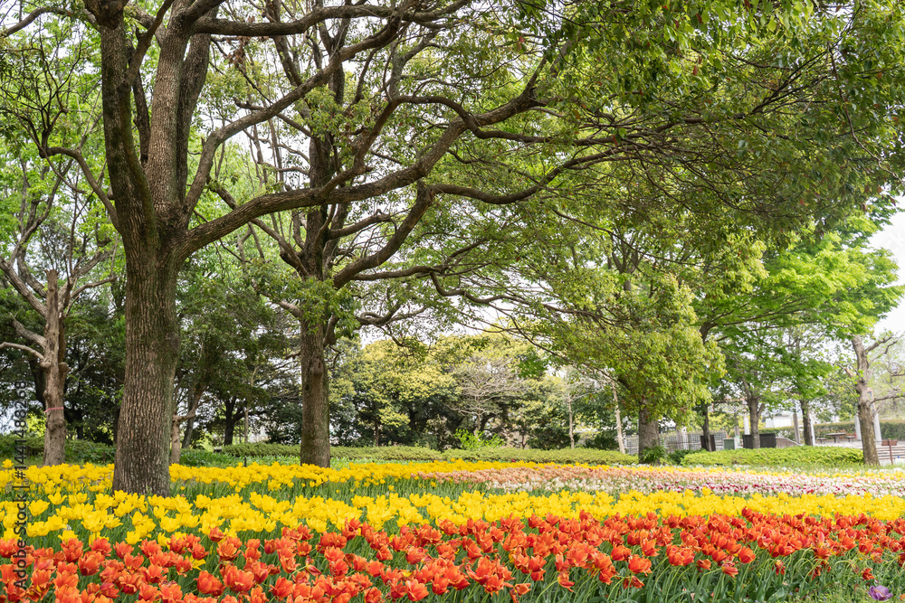 Obraz premium 森とチューリップ