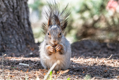 Obraz na płótnie Squirrel in autumn or spring with nut on the green grass with fallen yellow leaves w salonie