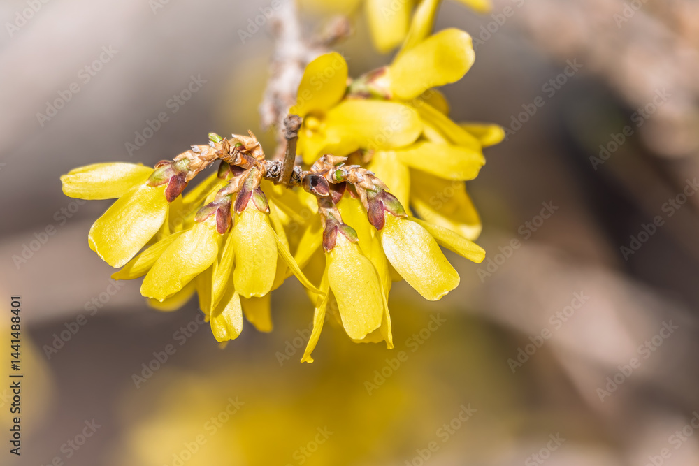 Forsythia. Blooming forsythia bush. Yellow flower on a branch of forsythia.