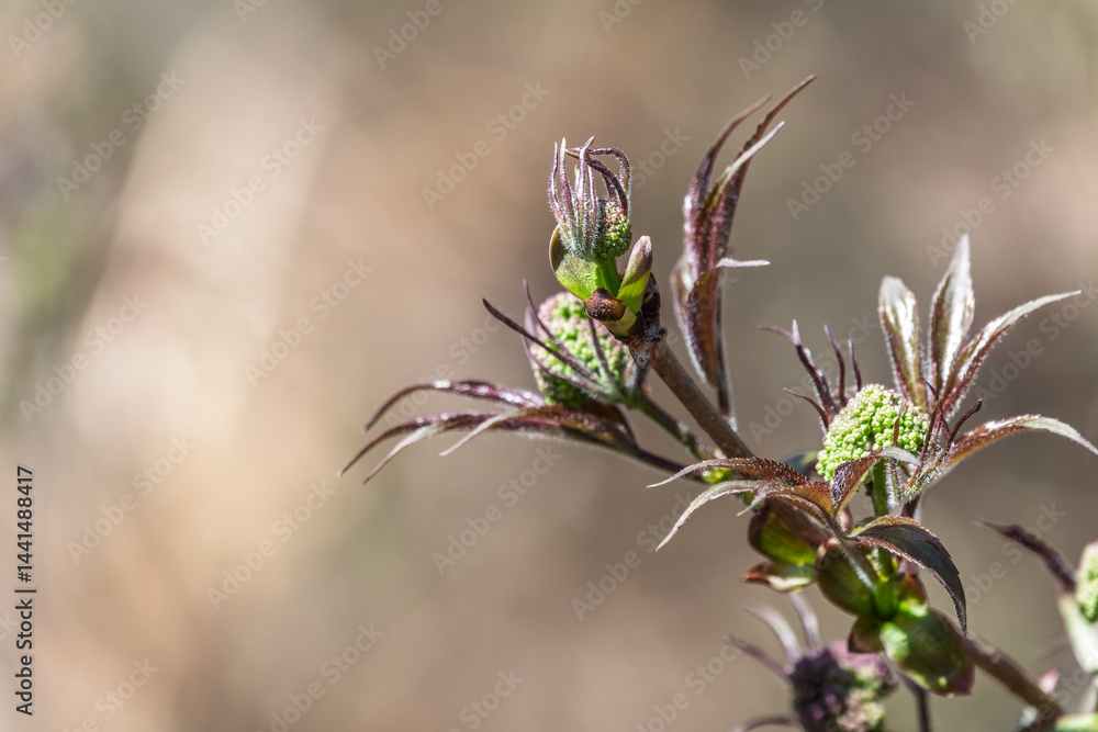 Small buds of sambucus racemosa in early spring time.