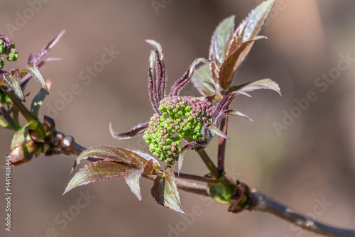 Obraz na płótnie Small buds of sambucus racemosa in early spring time. w salonie