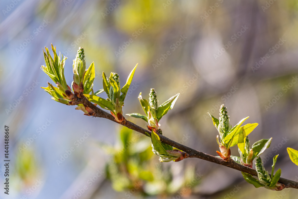 Green bushes with young leaves in the sunset