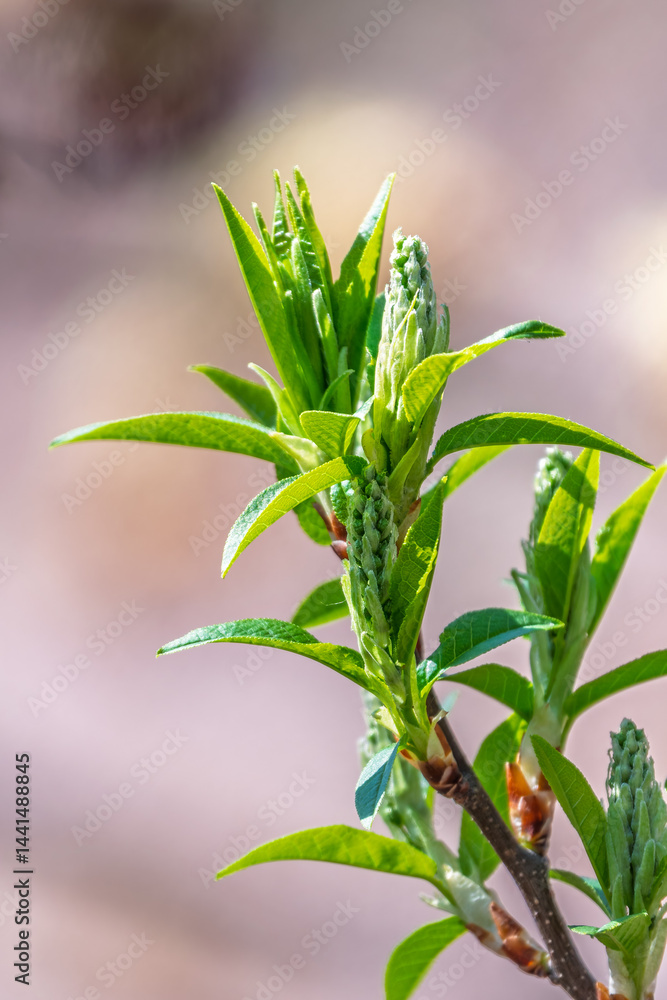 Green bushes with young leaves in the sunset
