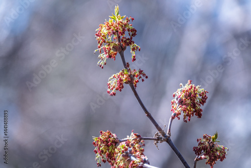 Obraz na płótnie Acer negundo, Box elder, boxelder, ash-leaved and maple ash, Manitoba, elf, ashleaf maple male inflorescences and flowers on branch outdoor. w salonie