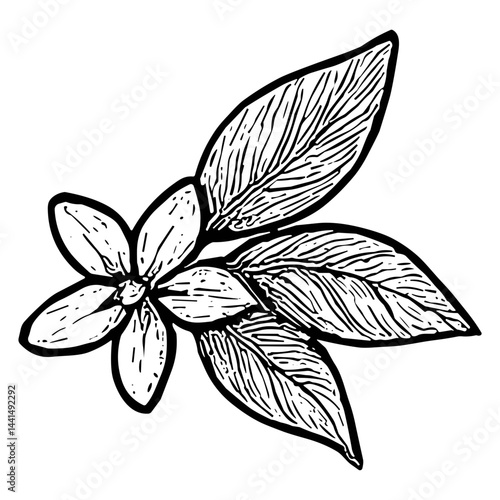 orange blossom flower