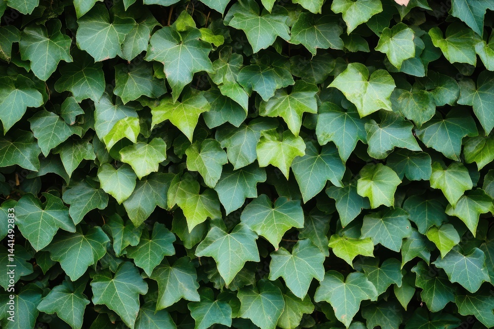 Lush green ivy foliage cascading down a wall creating a vibrant natural texture a close up capturing the intricate details of each leaf in soft light